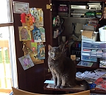 Filename=image~37.jpeg
Filesize=278KiB
Dimensions=640x575
Date added=Mar 29, 2016 image~37.jpeg